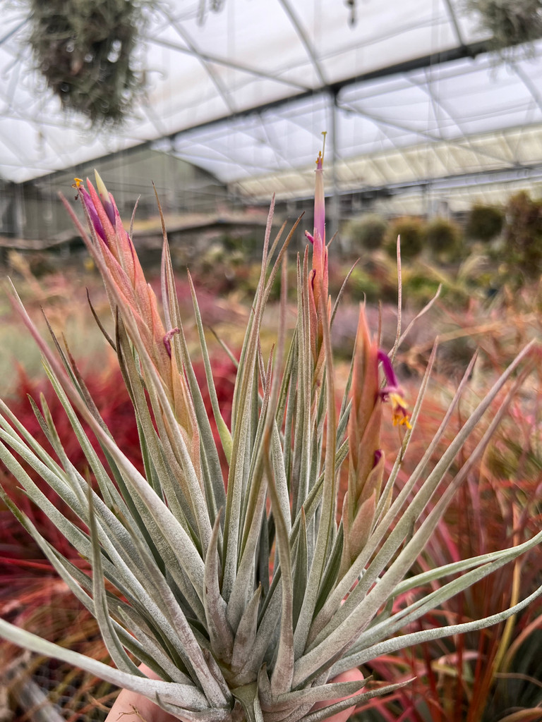 Tillandsia schiedeana x mitlaensis - Bird Rock Tropicals
