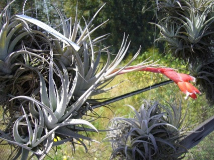 Tillandsia minasgeraisensis - Bird Rock Tropicals