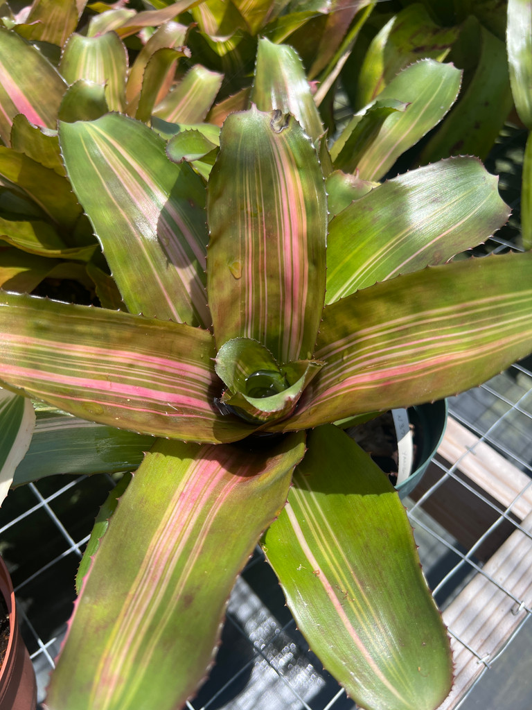 Neoregelia Yang