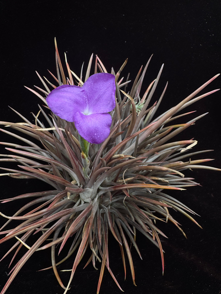 Tillandsia esseriana