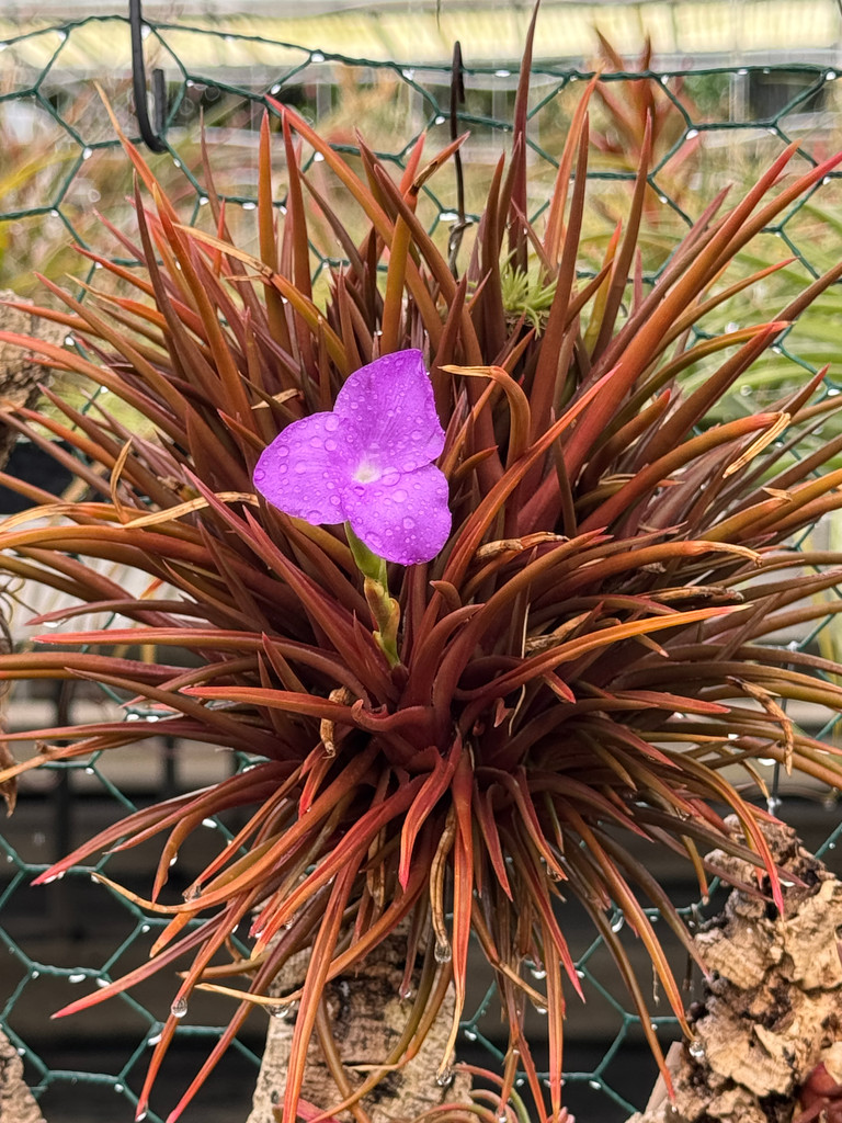 Tillandsia esseriana