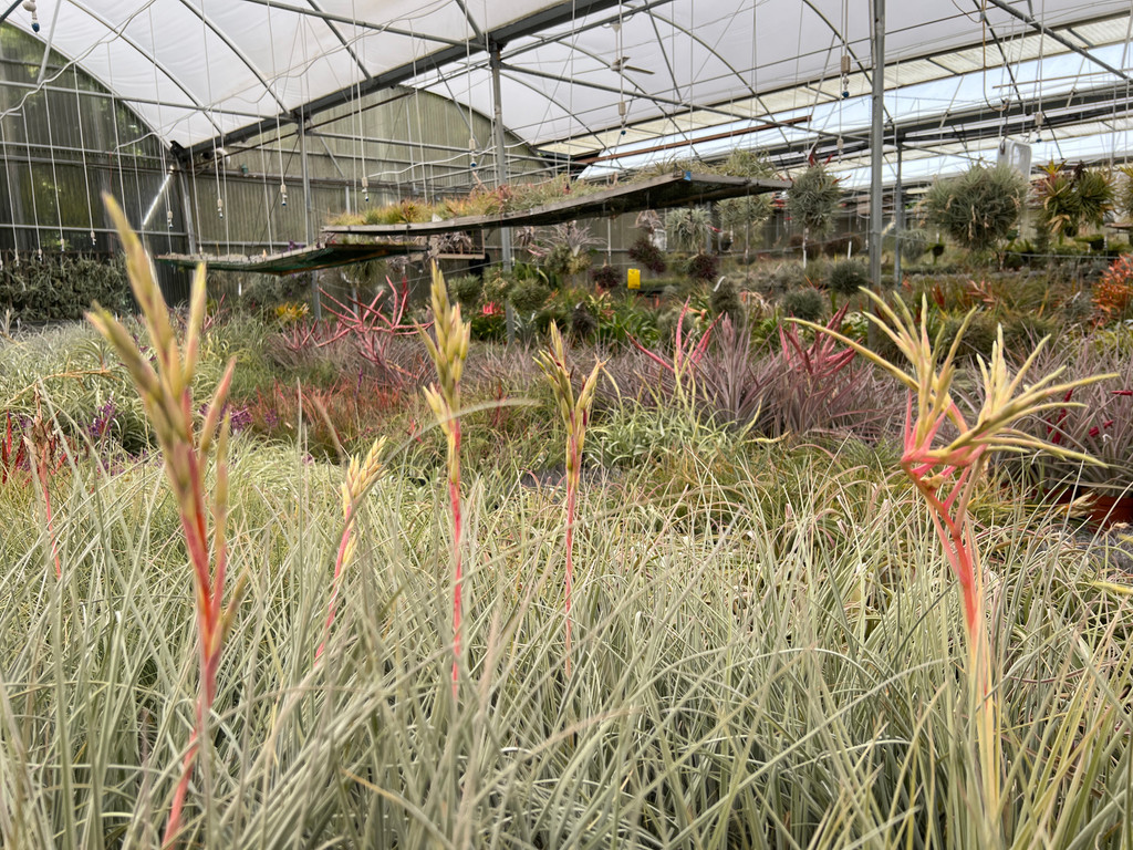 Tillandsia karwinskyana x floridana 