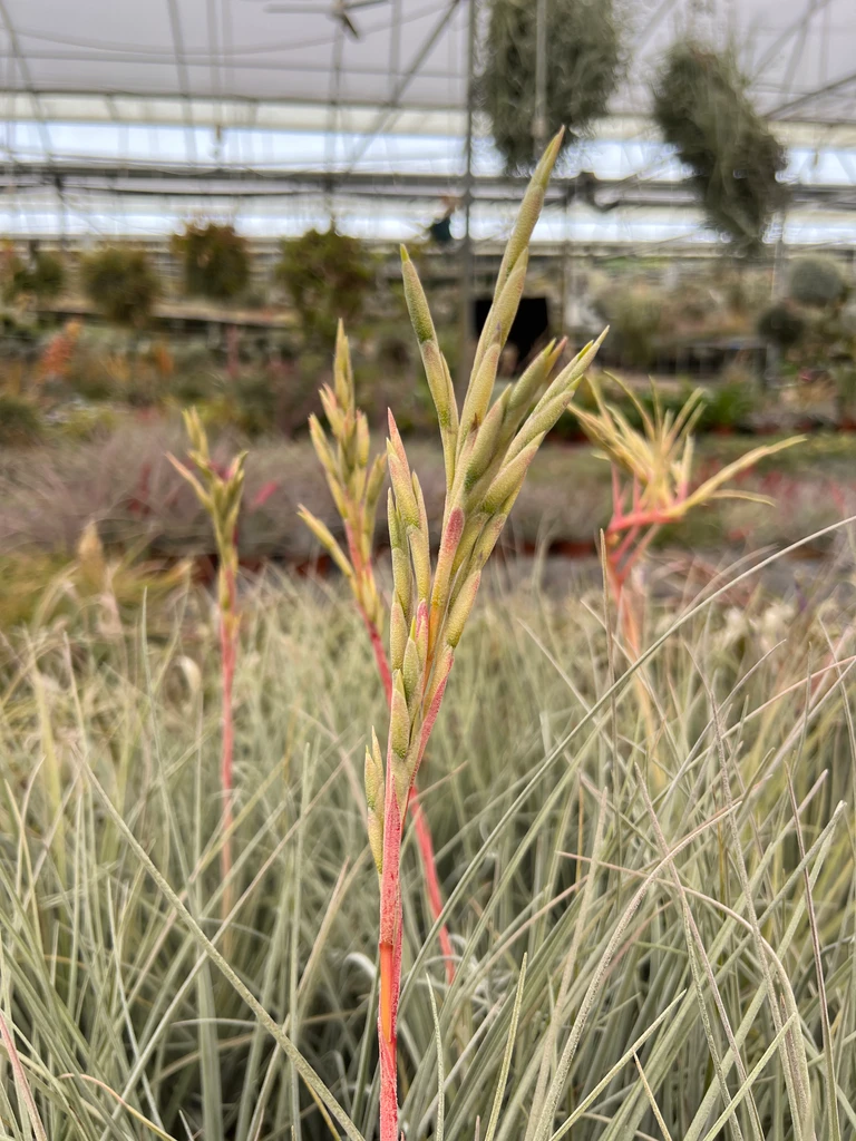 Tillandsia karwinskyana x floridana 