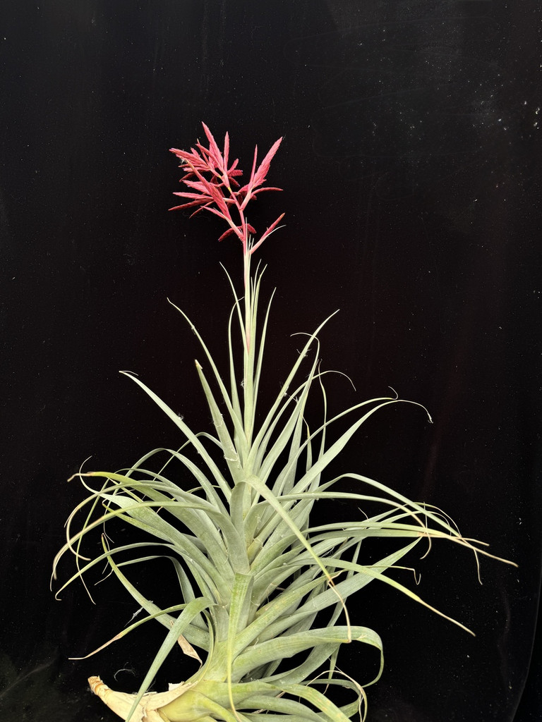 Tillandsia latifolia X gymnobotrya - Bird Rock Tropicals