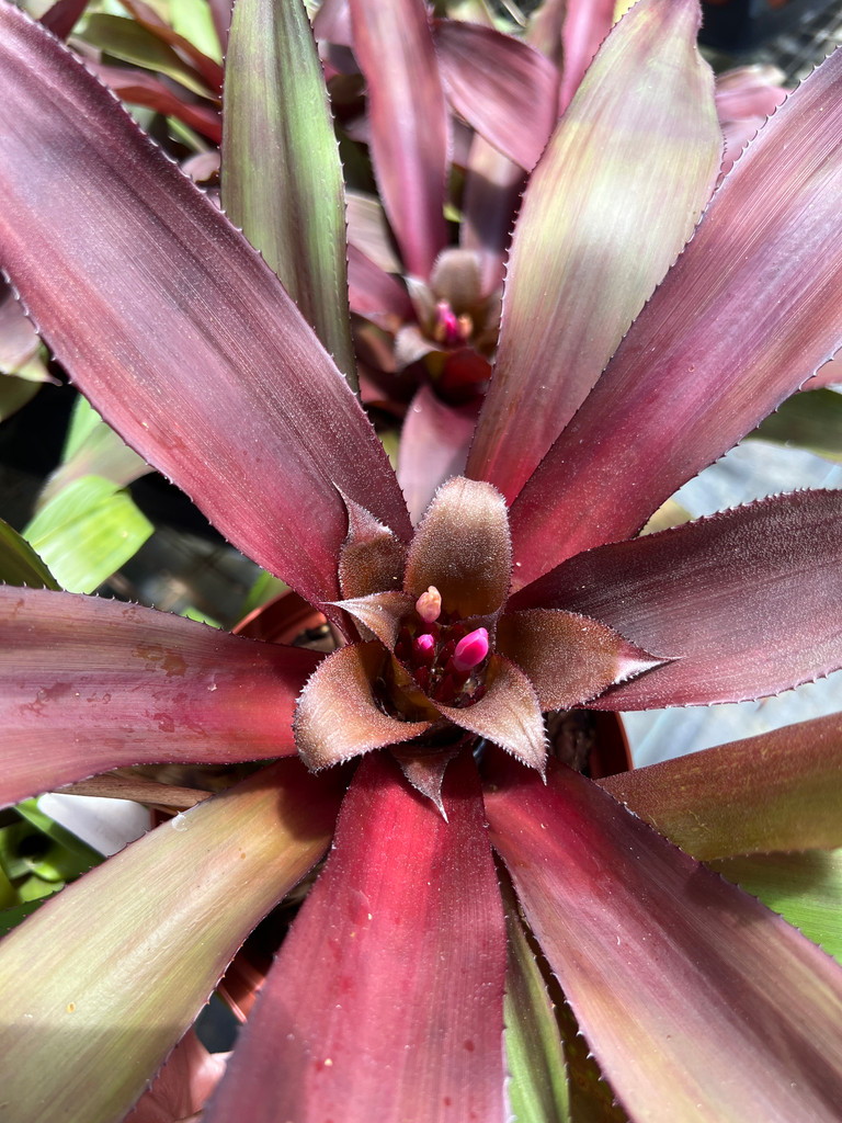  xNiduregelia Chantrieri (Nidularium innocentii X Neoregelia carolinae)