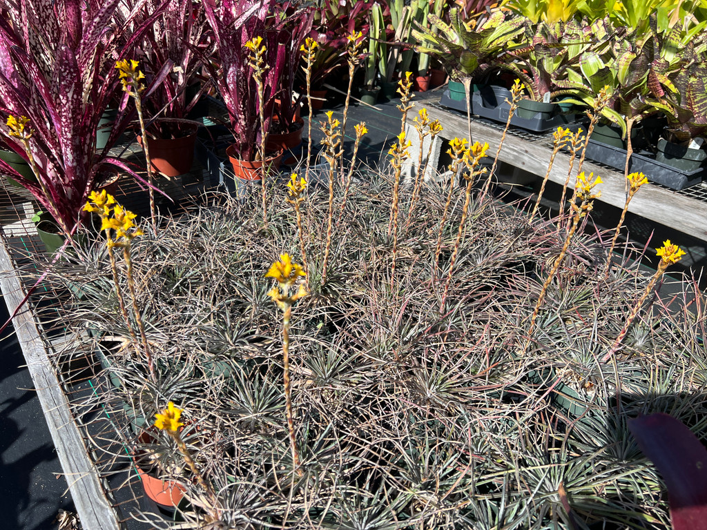 Dyckia choristaminea