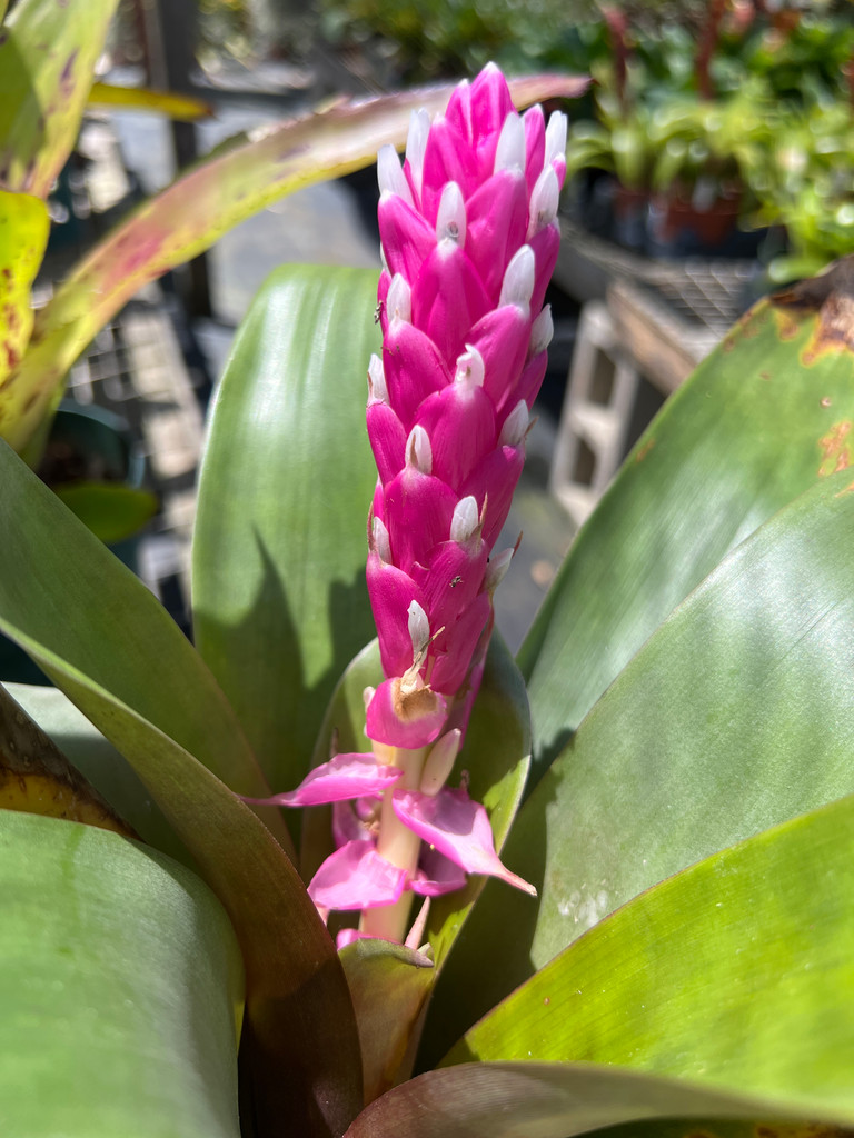 Guzmania remyi 