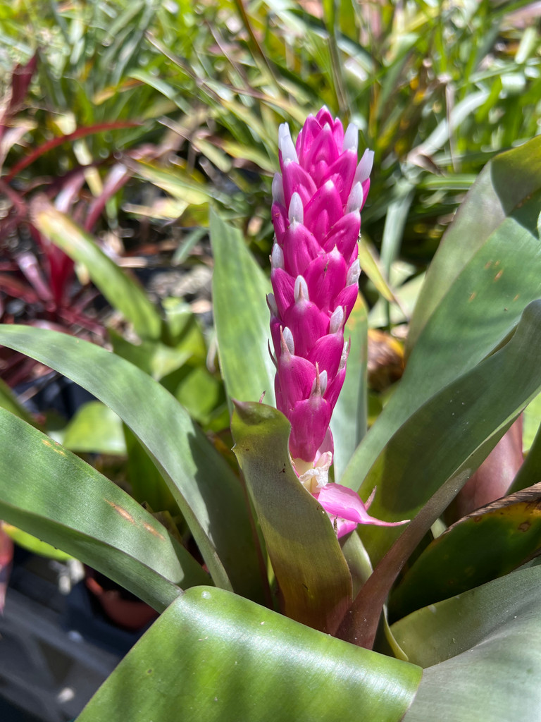 Guzmania remyi 