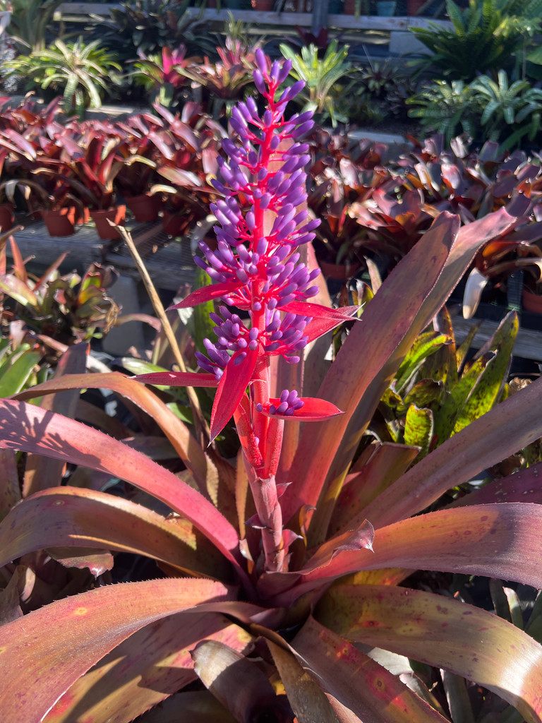 Aechmea rubrolilacina