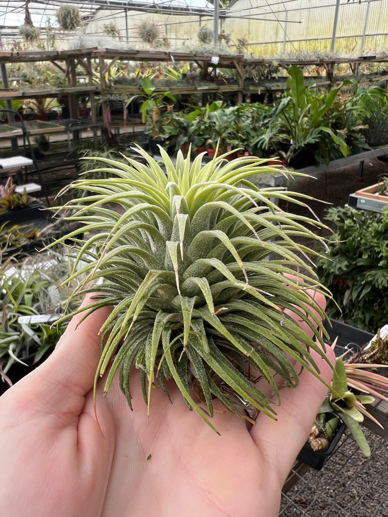 Tillandsia ionantha 'Snowball' - Bird Rock Tropicals