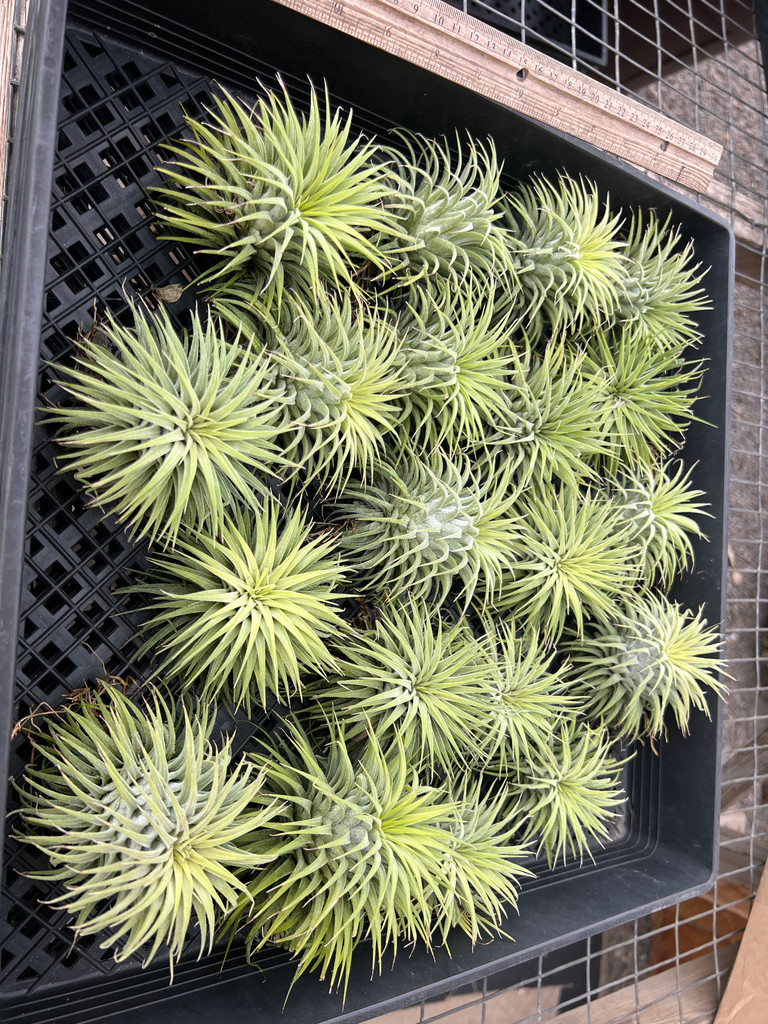 Tillandsia Ionantha Snow Ball 速達発送 tillandsia ionantha Snow Ball 速達発送