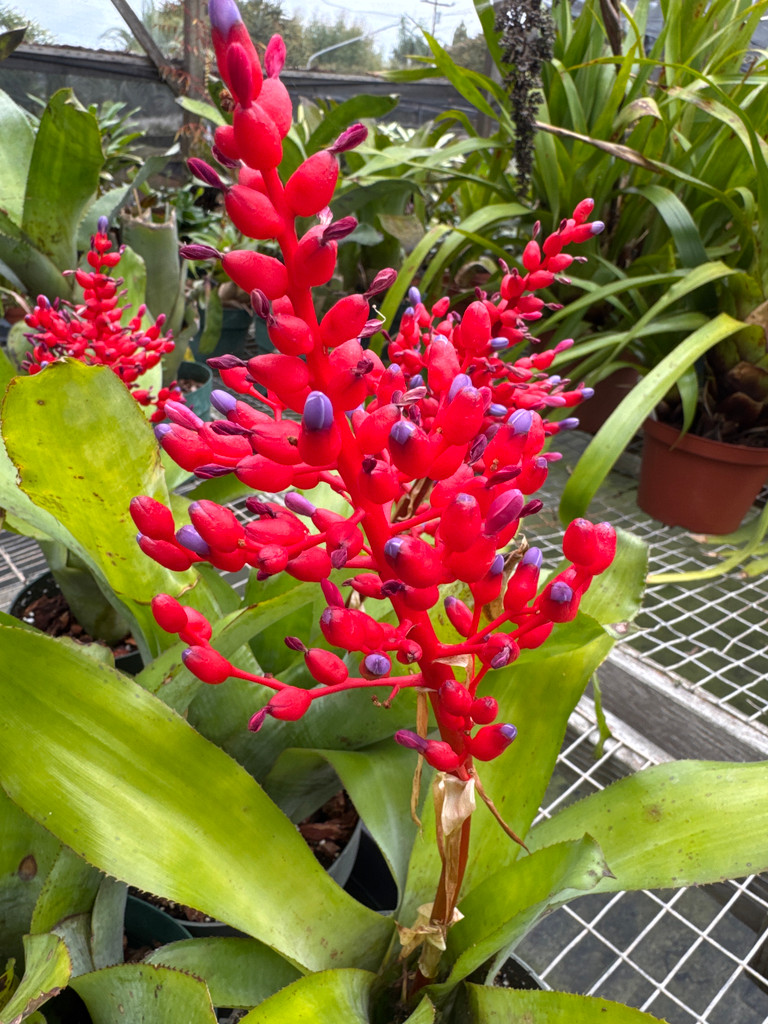 Aechmea miniata