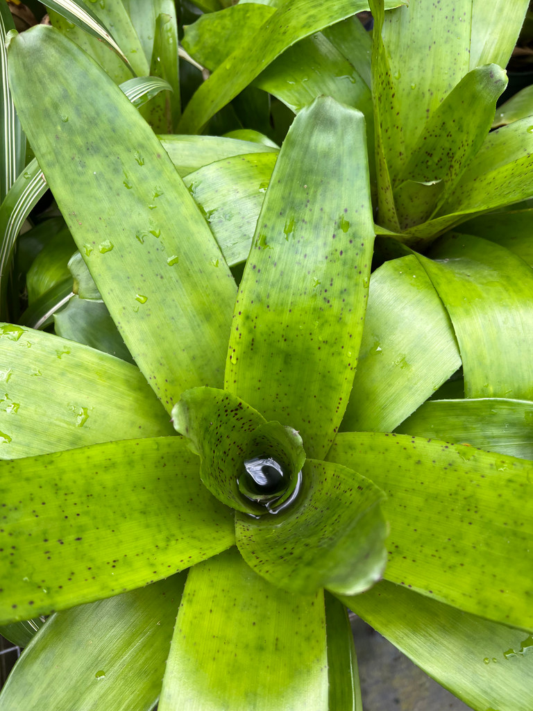 Nidularium ‘Leprosa’