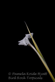 Tillandsia mereliana - Bird Rock Tropicals