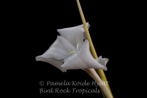 Tillandsia mereliana - Bird Rock Tropicals