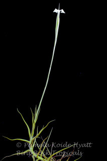 Tillandsia mereliana - Bird Rock Tropicals