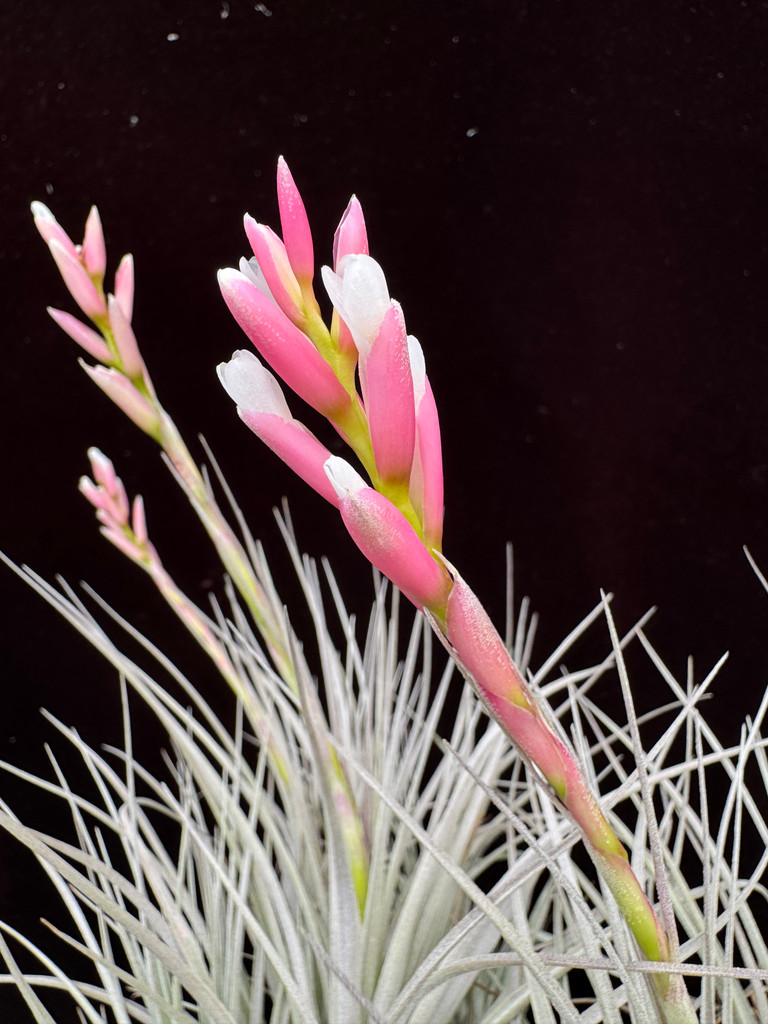 Tillandsia milagrensis