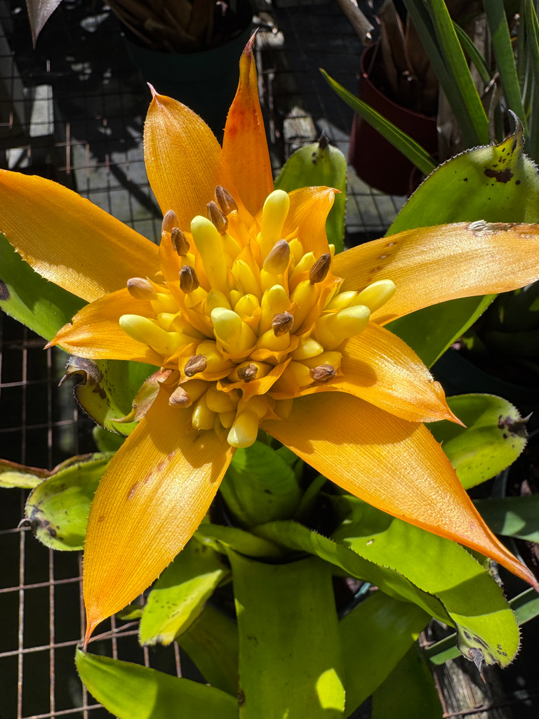 Canistrum auratum