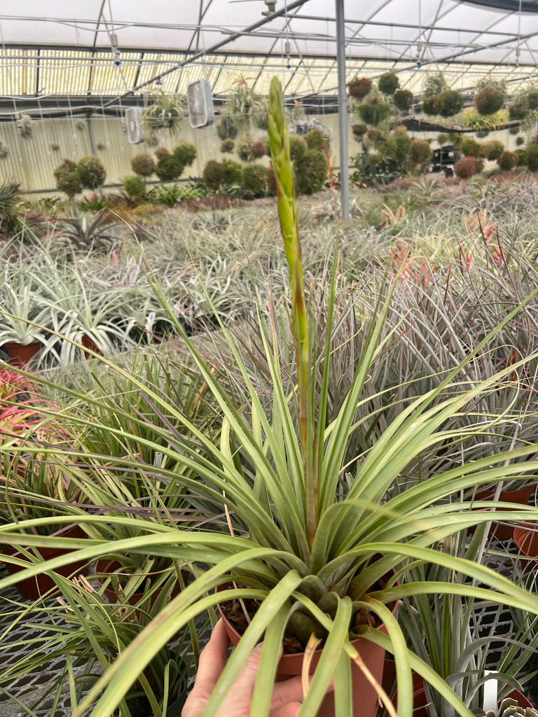 Tillandsia rodrigueziana  (Guatemala) 