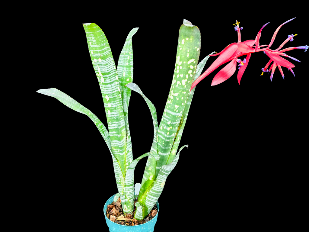 Billbergia Cold Fusion x vittata 'Select'