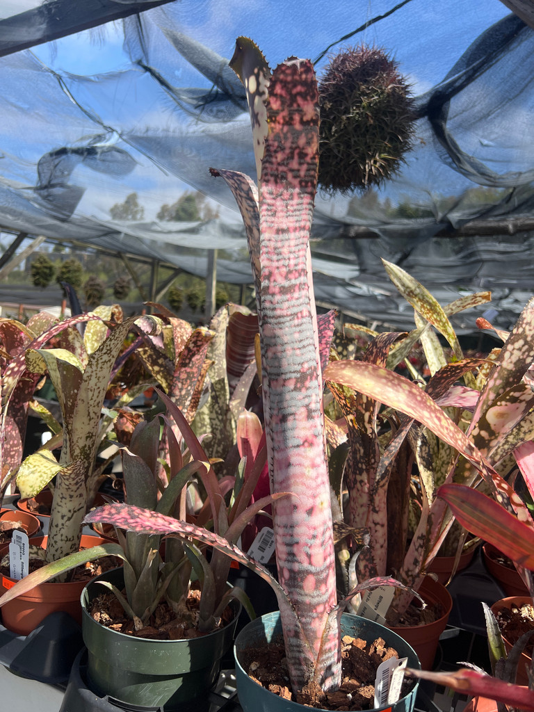 Billbergia Cold Fusion x vittata 'Select'