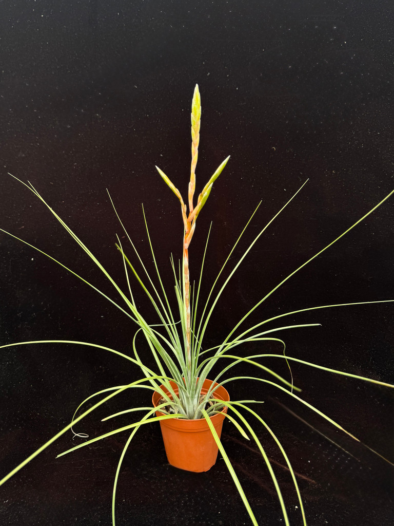 Tillandsia Cootharaba