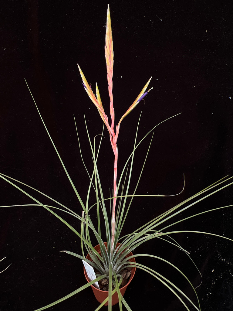 Tillandsia Cootharaba