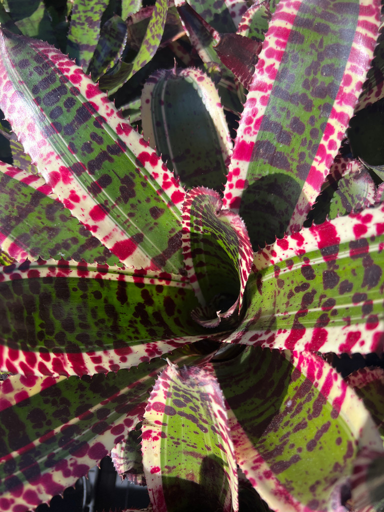 Neoregelia 'Bodacious'