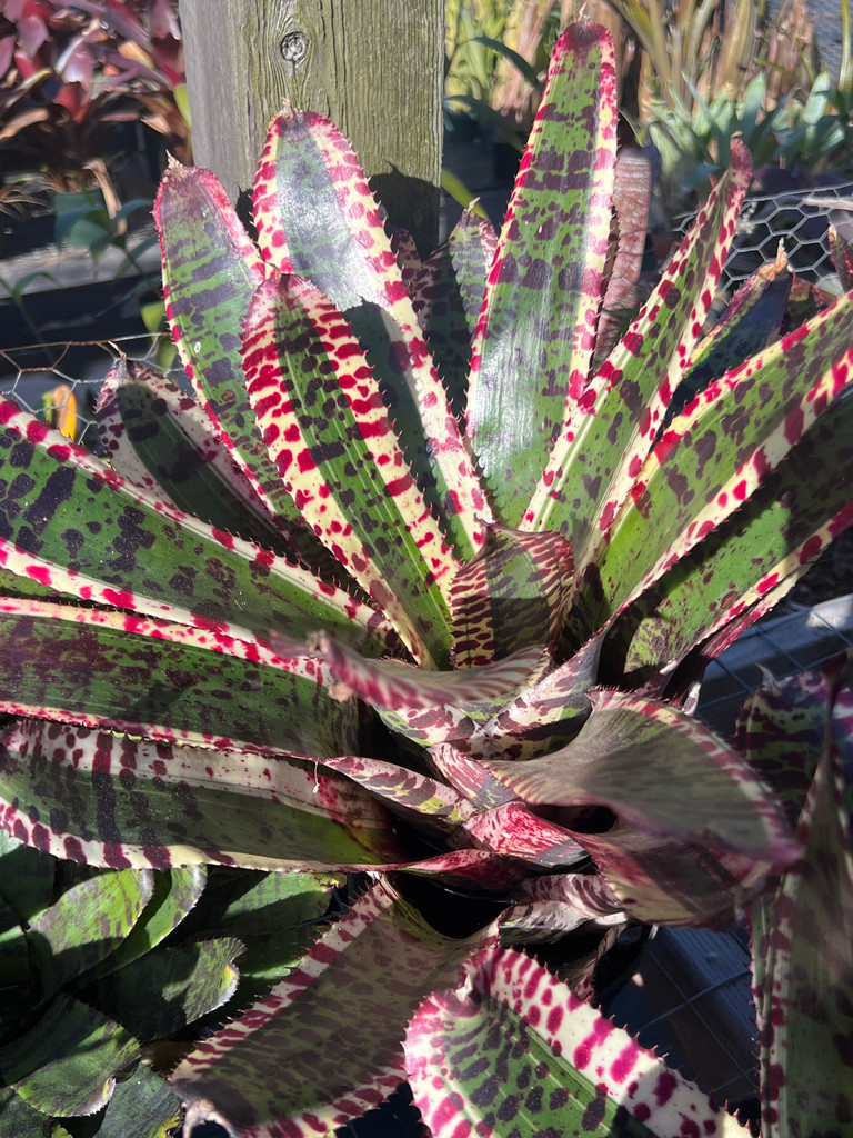 Neoregelia 'Bodacious'