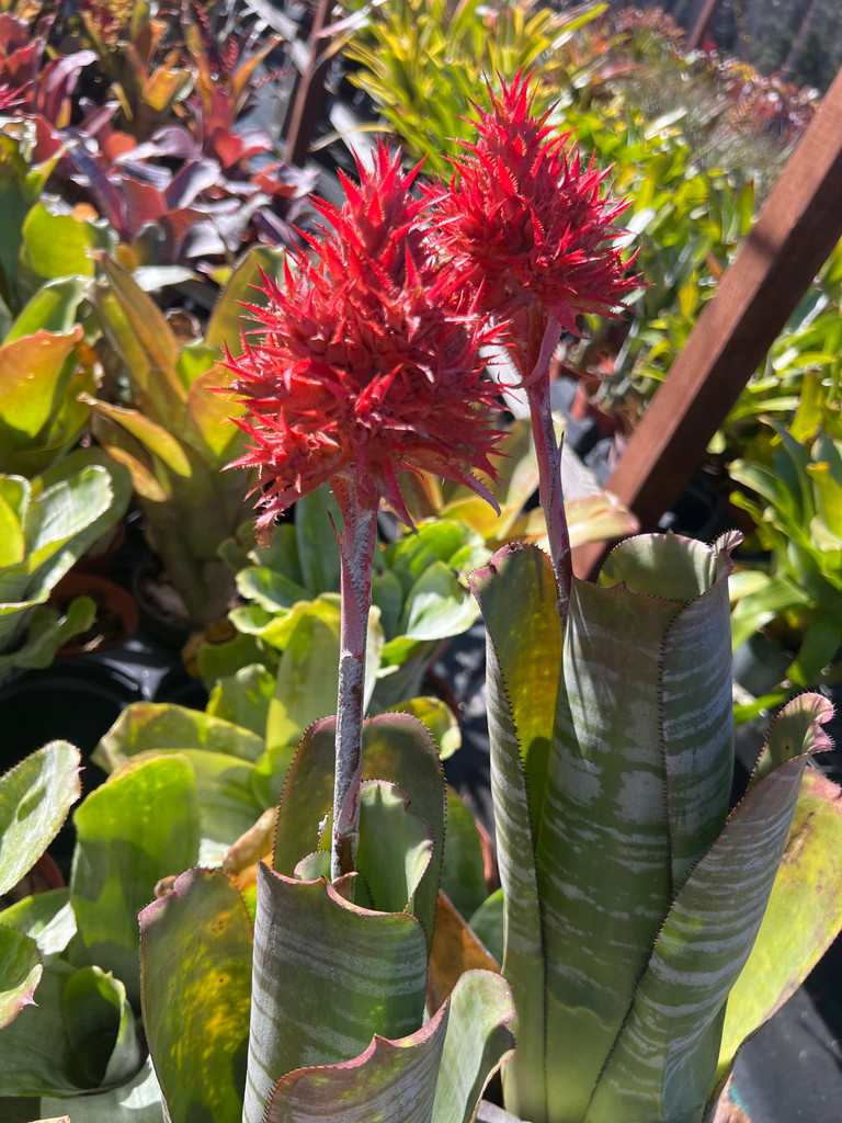 Aechmea flavorosea