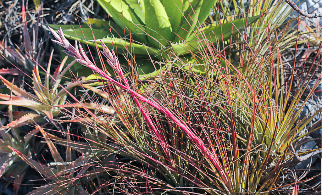 Tillandsia nizandensis