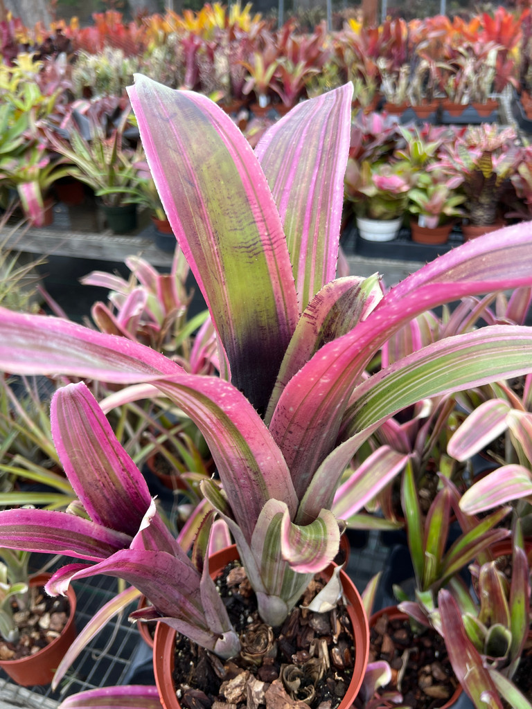 Billbergia variegated