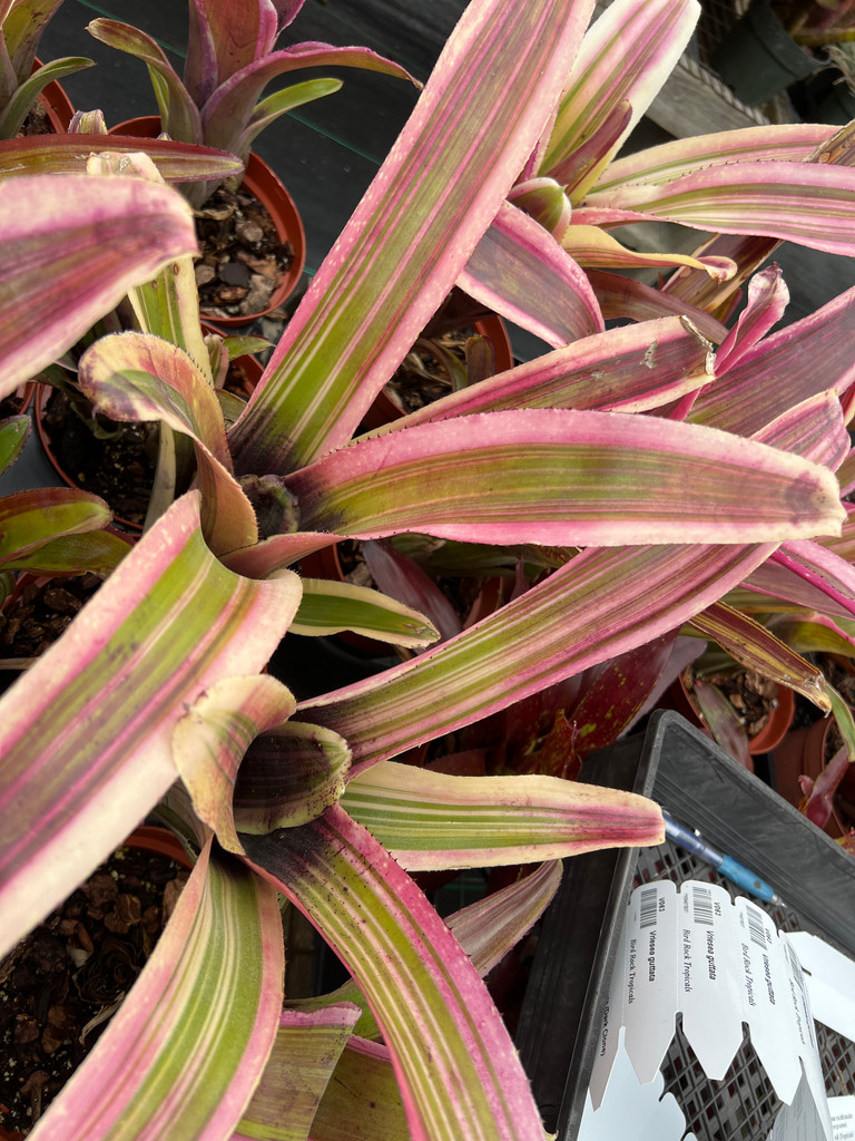 Billbergia variegated