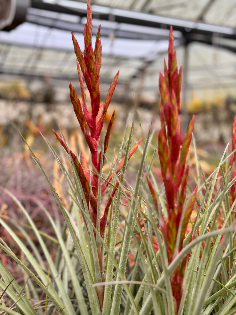 T. schuster X deppeana