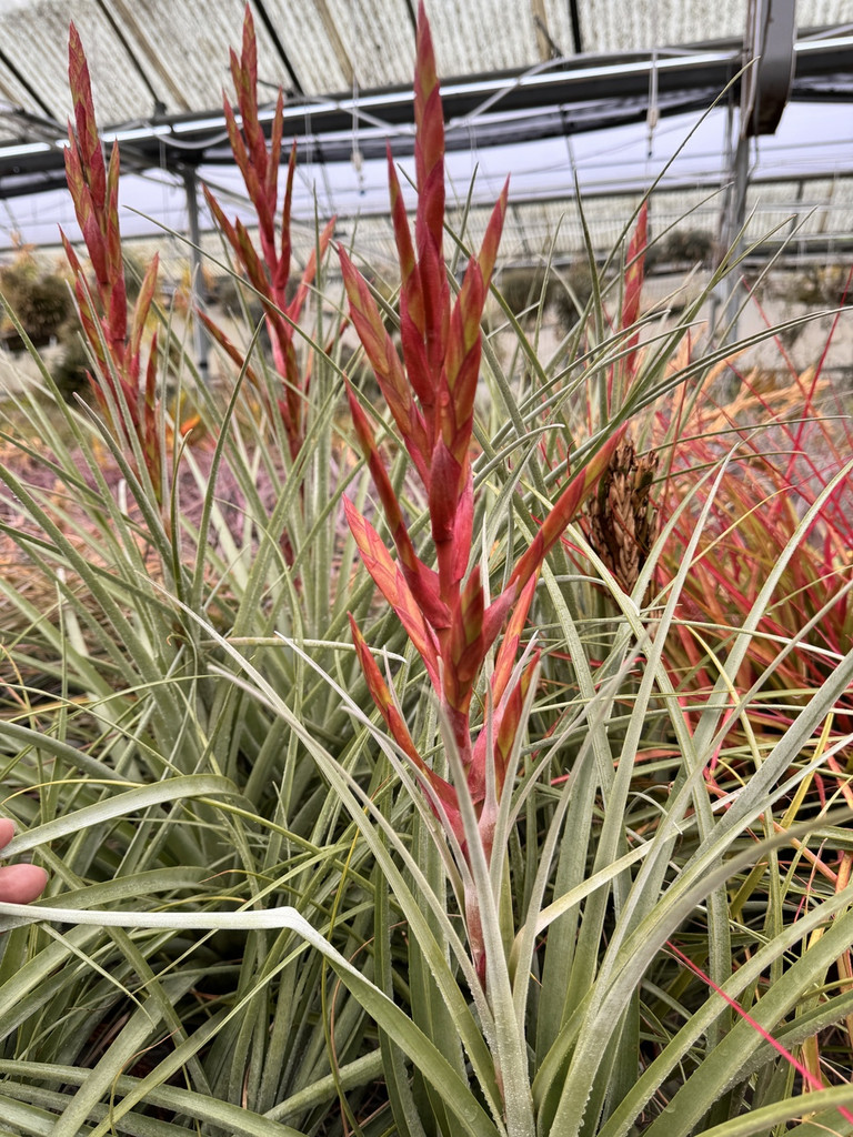 T. schuster X deppeana