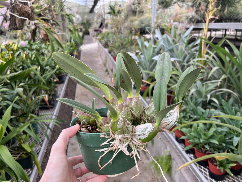 Encyclia hanburyi (compact form)