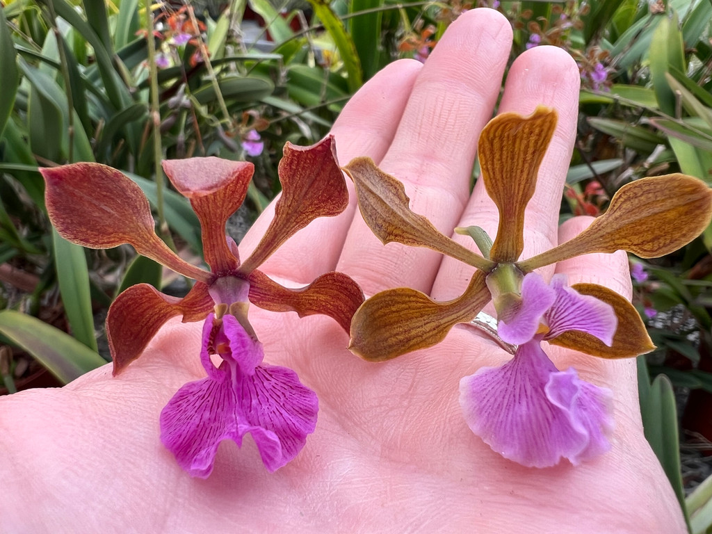 Encyclia hanburyi (dark flower, compact form)