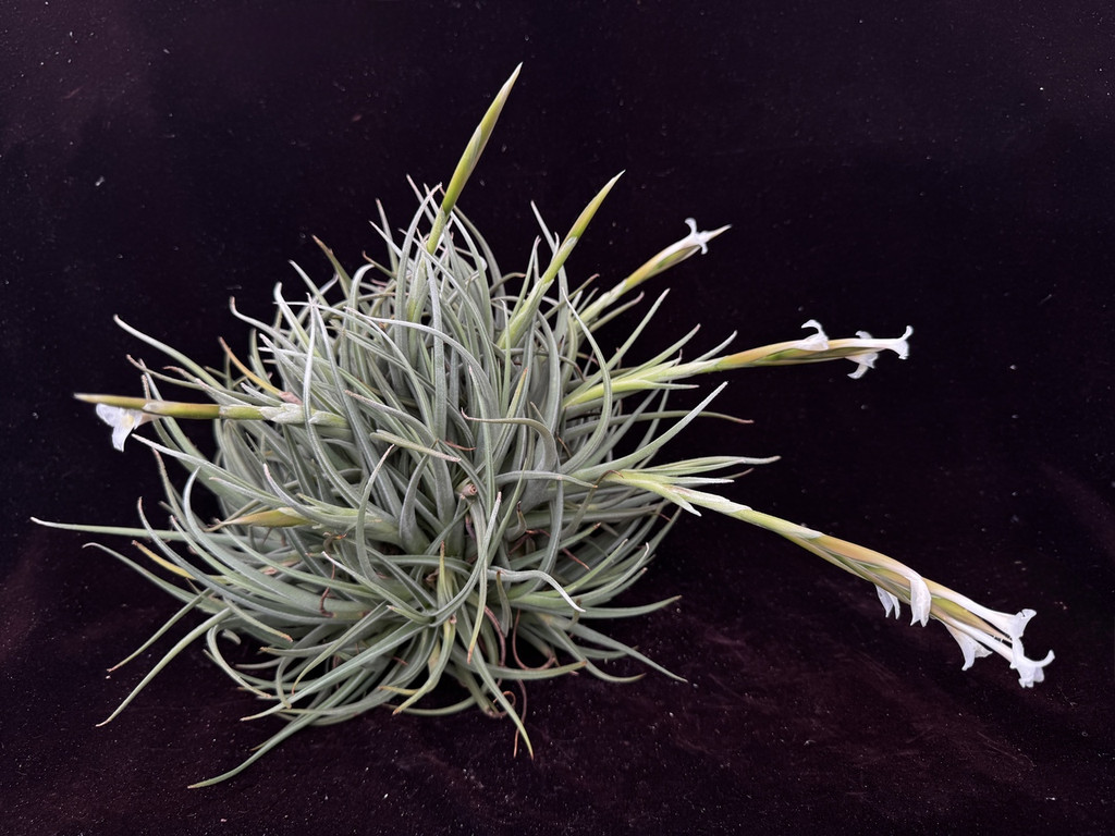 Tillandsia uruguayensis ex. EJG 分け株 欧州産 Tillandsia uruguayensis - Bird Rock Tropicals