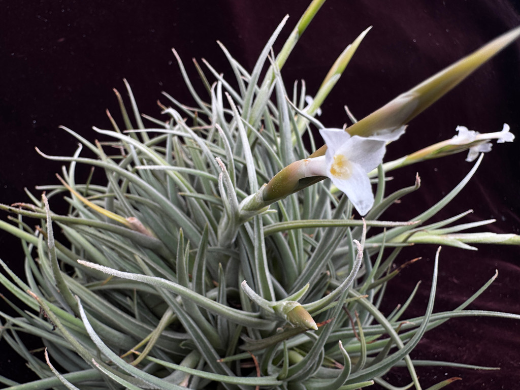 Tillandsia uruguayensis ex. EJG 分け株 欧州産 Tillandsia uruguayensis - Bird Rock Tropicals