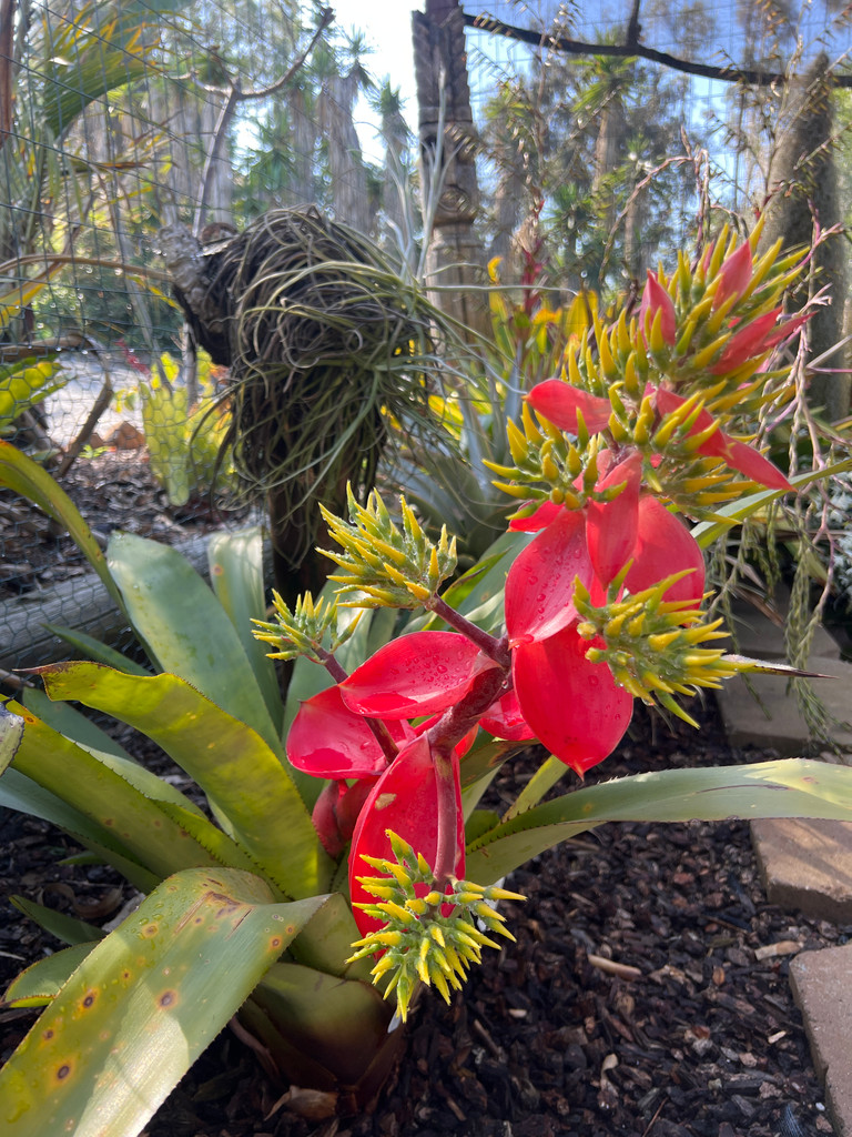 Aechmea constantinii 