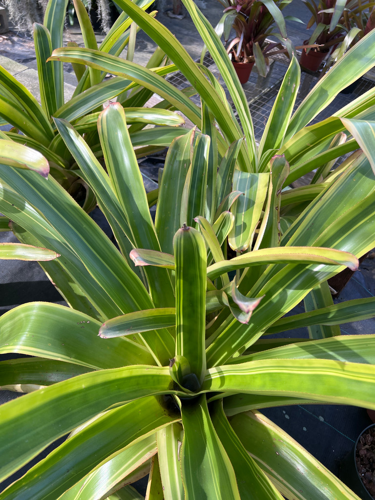 Aechmea blanchetiana (variegated)