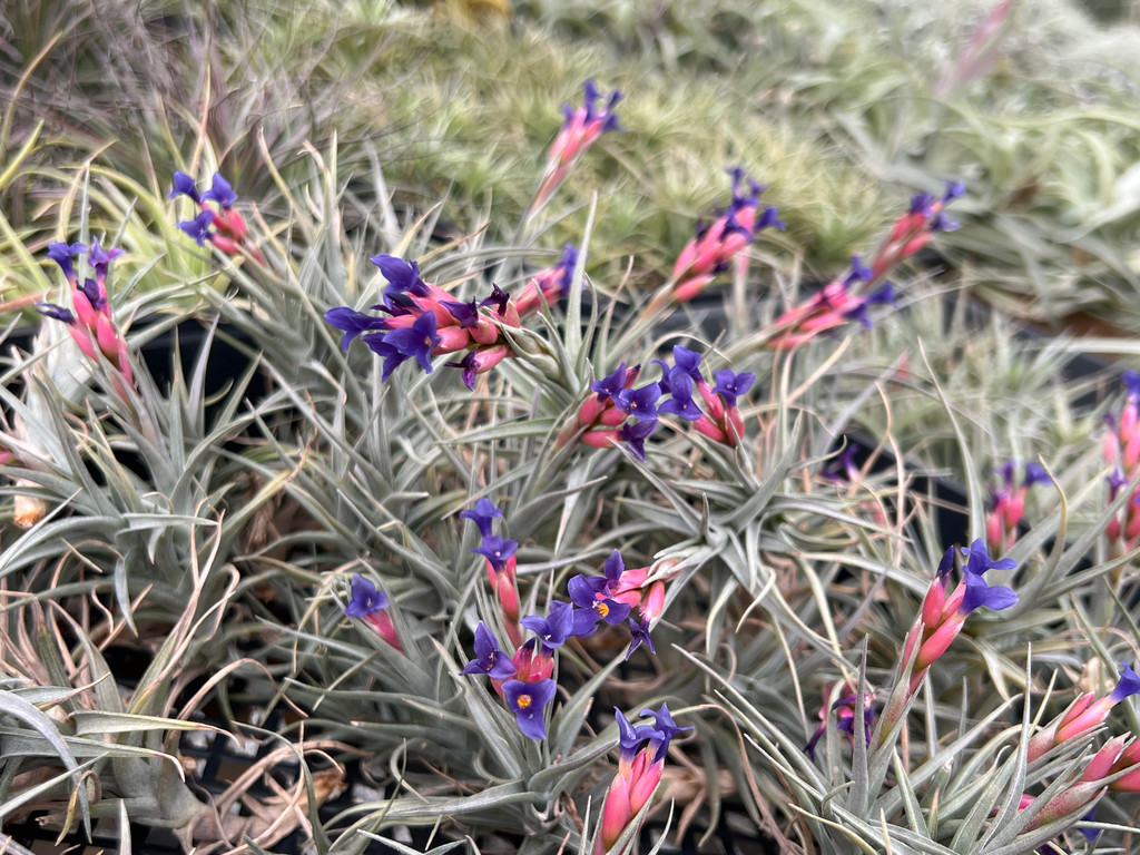 Tillandsia aeranthos x stricta 
