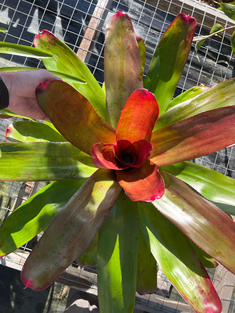 Neoregelia 'Leineola'