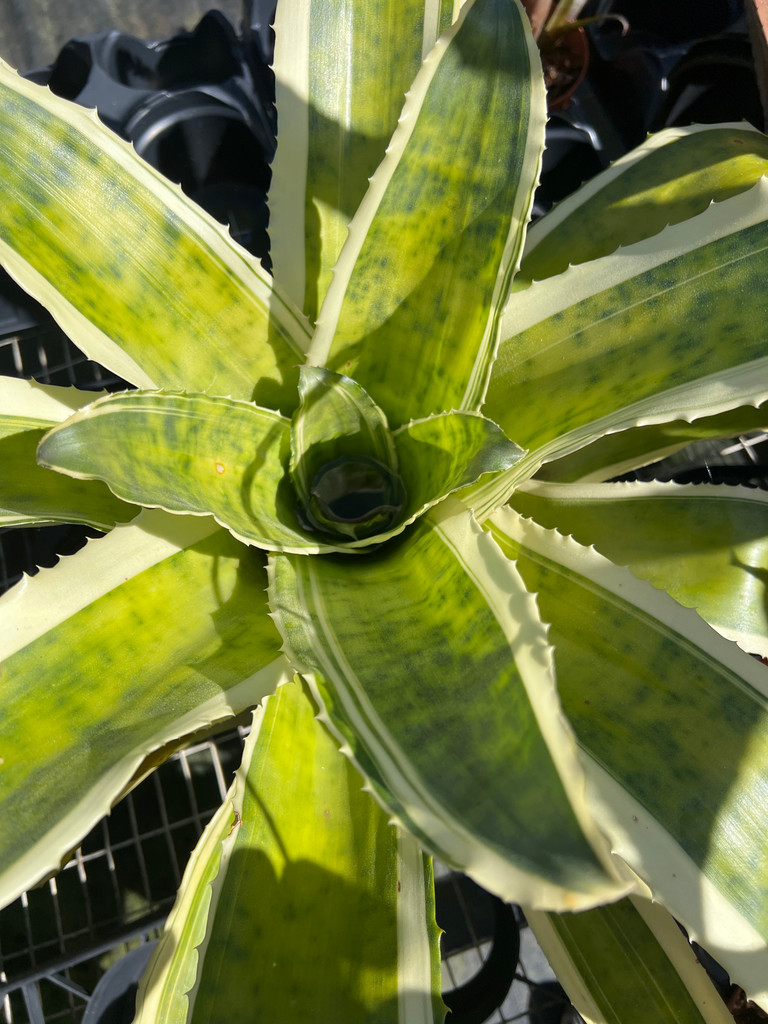 Canistrum (Edmundoa) lindenii 'Albo'