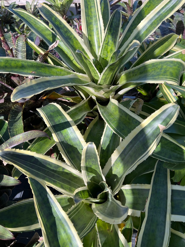 Canistrum (Edmundoa) lindenii 'Albo'