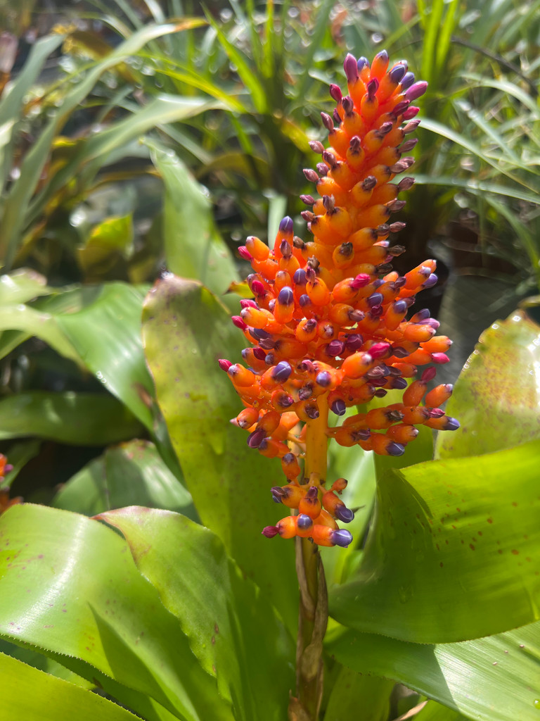 Aechmea capixabae (?)