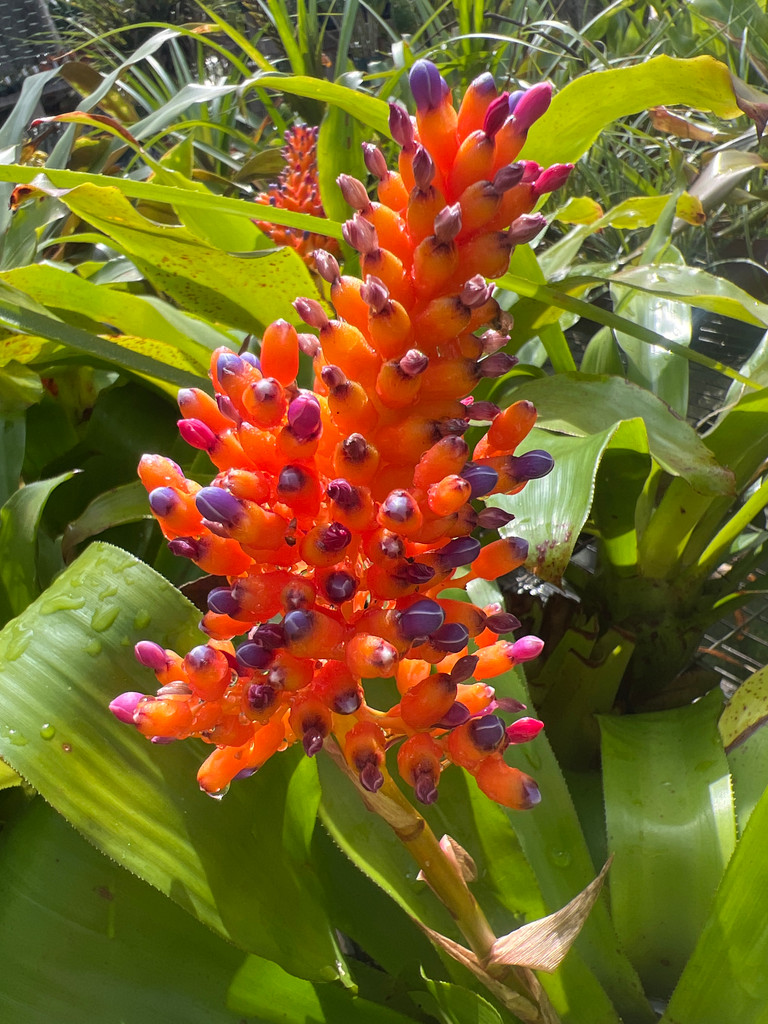 Aechmea capixabae (?)