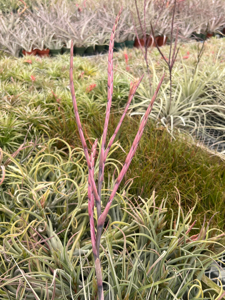 Tillandsia hitchcockiana (Ecuador)