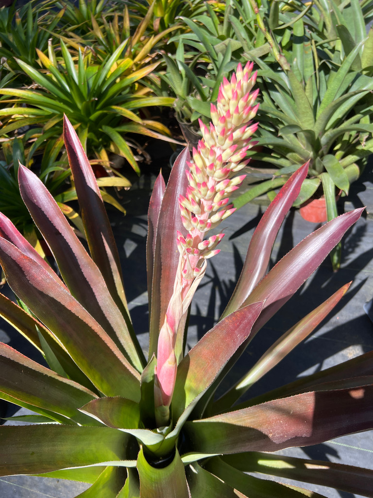 Aechmea mulfordii x portea #2