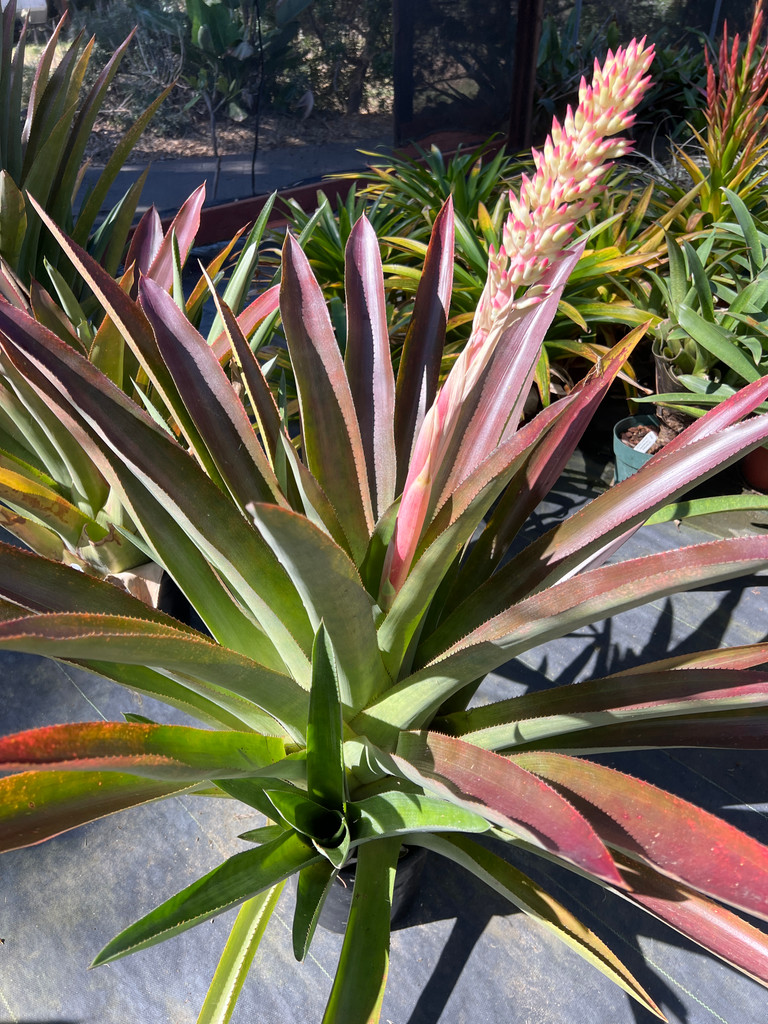 Aechmea mulfordii x portea #2
